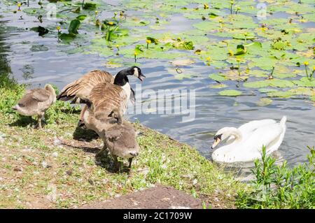 Kanadagänse mit Gänsen, die versuchen, das Gebiet vor einem sich nähernden Höckerschwan zu verteidigen - branta canadensis, Cygnus olor Stockfoto