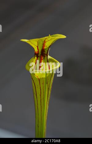 Die Spitze einer Trompetenkrug-Pflanze (Sarracenia Flava) mit dem Deckel (Operculum) und der Öffnung der Falle Stockfoto