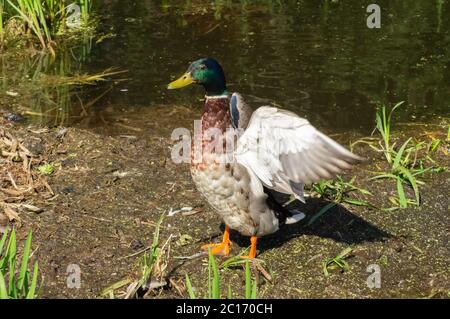 Männliche Stockente oder drake, die nach dem Aufpflügen der Federn die Öffnung der Flügel ausbreitet Stockfoto