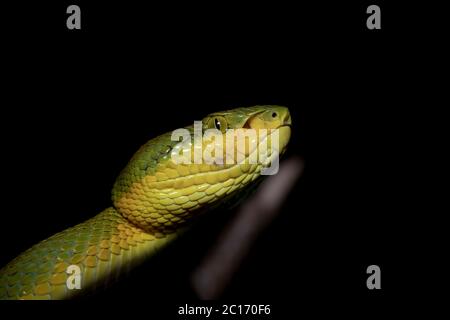 Bamboo Pit Viper Seitenwinkel Kopf, Trimeresurus gramineus, Satara, Maharashtra, Indien Stockfoto