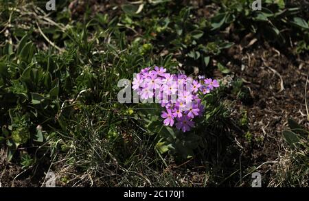 Mehl Primrose Primrose Kuhstempelblume Stockfoto