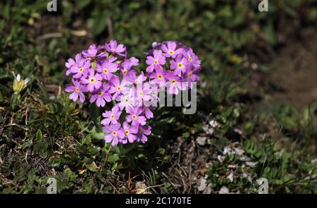 Mehl Primrose Primrose Kuhstempelblume Stockfoto