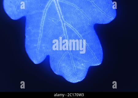 Junge Blatt Eiche Quercus Makro Nahaufnahme Frühjahr. Stockfoto