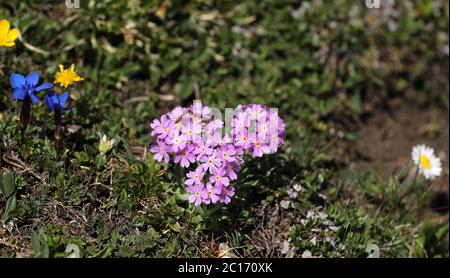 Mehl Primrose Primrose Kuhstempelblume Stockfoto