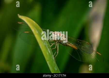 Libelle auf Gras, Pune, Maharashtra, Indien Stockfoto