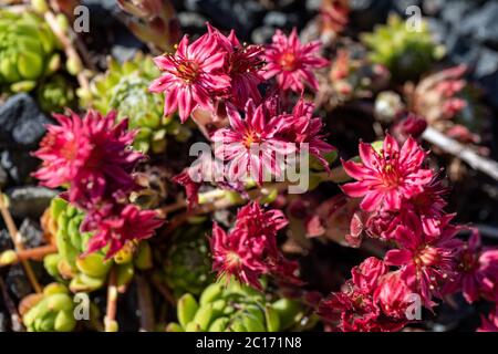 Rote oder rosa Blüten von Spinnweben-Hauslauch (Sempervivum arachnoideum) Stockfoto
