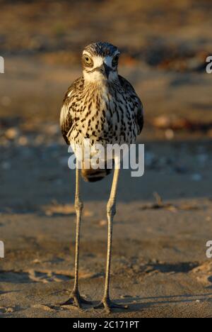 Bush Stone-Curlew, Burhinus grallarius, am Strand von West Point, Magnetic Island, Queensland, Australien Stockfoto