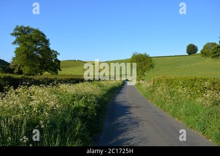 Country Lane im späten Frühjahr, zwischen Oborne und Poyntington, Sherborne, Dorset, England Stockfoto