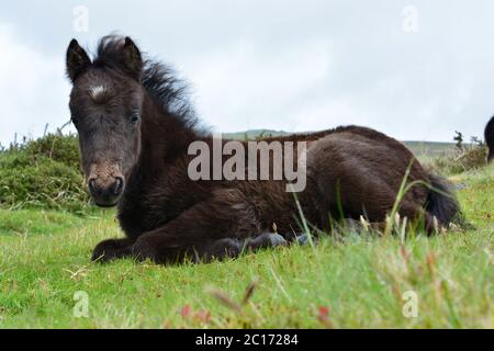 Liebenswert Dartmoor Pony Fohlen, auf Whitchurch Common im Dartmoor Nationalpark., in der Nähe von Tavistock, Devon, England Stockfoto