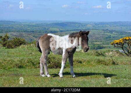 Dartmoor Pony Fohlen auf Whitchurch Common im Dartmoor National Park, nahe Tavistock, Devon, England Stockfoto