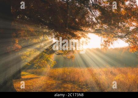 Sonnenstrahlen strahlen strahlen durch die Herbstbäume im Mohonk Preserve, New York Stockfoto