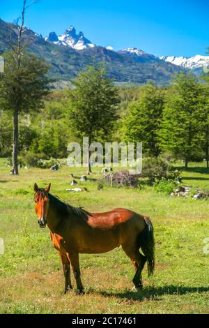 Pferd auf einer grünen Weide Stockfoto