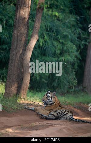 Royal Bengal Tiger, Panthera tigris, Bandhavgarh Tiger Reserve, Madhya Pradesh, Indien Stockfoto