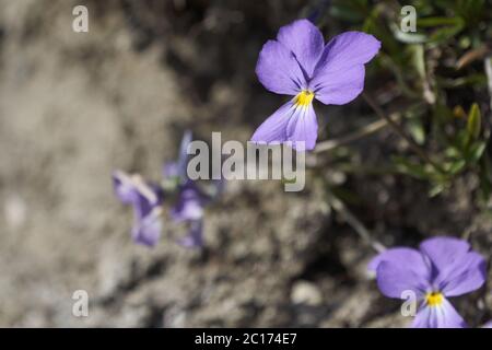 Viola calcarata Schweizer schweiz Berge allgemein bekannt als lang gespurte violette oder Berg violett krautig blühende Staude Pflanze Stockfoto