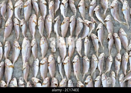 Muster von getrockneten Fischen Stockfoto