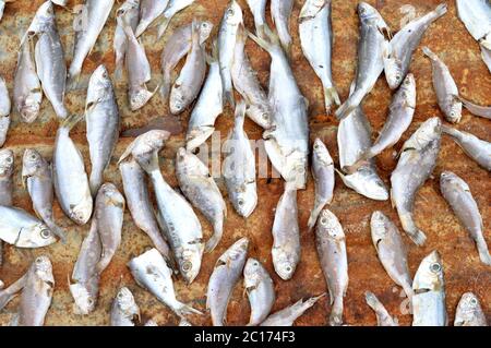 Muster von getrockneten Fischen Stockfoto