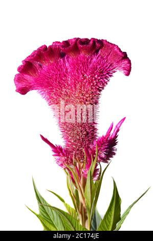 Celosia oder crested Huhn Blume Stockfoto