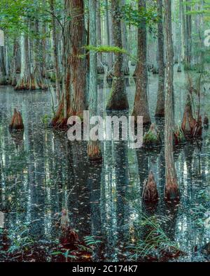 Zypresse, Waterhorn Swamp, Francis Marion National Forest, South Carolina Stockfoto