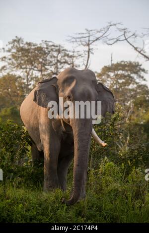 Asiatischer Elefant, Elephas maximus indicus, Kaziranga Tiger Reserve, Assam, Indien Stockfoto