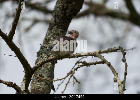 Gestreifter Eisvogel Halcyon chelicuti Portrait hübsch auf einem Baum Stockfoto