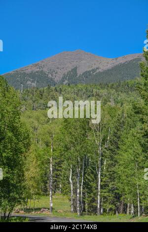 Der Blick auf den Berg Humphreys und seinen Agassiz-Gipfel. Einer der San Francisco Peaks im Arizona Pine Forest. In Der Nähe Von Flagstaff, Coconino County, Arizona Stockfoto