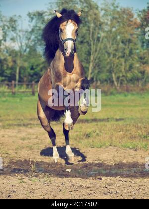 Springendes Pony unter der Pfütze Stockfoto