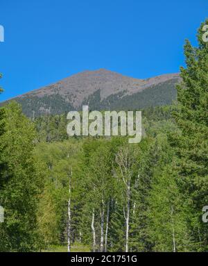 Der Blick auf den Berg Humphreys und seinen Agassiz-Gipfel. Einer der San Francisco Peaks im Arizona Pine Forest. In Der Nähe Von Flagstaff, Coconino County, Arizona Stockfoto