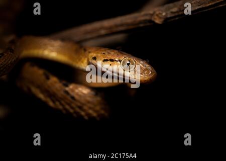 Ceylon Cat Snake, Boiga ceylonensis, Satara, Maharashtra, Indien Stockfoto