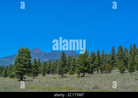 Der Blick auf den Berg Humphreys und seinen Agassiz-Gipfel. Einer der San Francisco Peaks im Arizona Pine Forest. In Der Nähe Von Flagstaff, Coconino County, Arizona Stockfoto