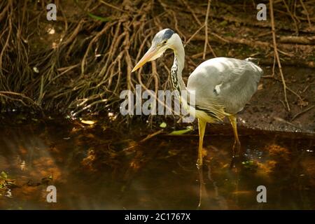 Graureiher Stockfoto