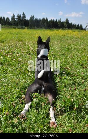 Schwarzer basenji Hund liegt zurück auf grünem Gras Stockfoto