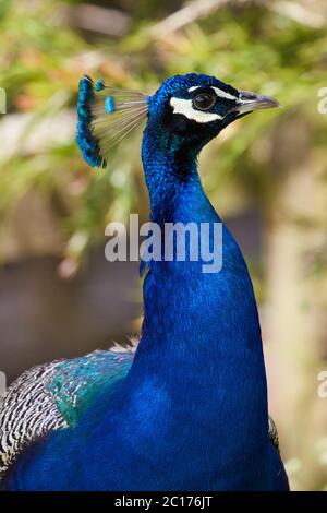 Pfau im Zoo Stockfoto