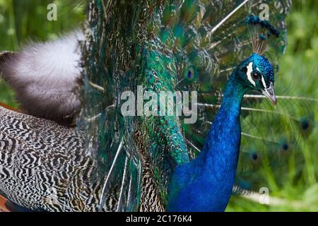 Pfau im Zoo Stockfoto