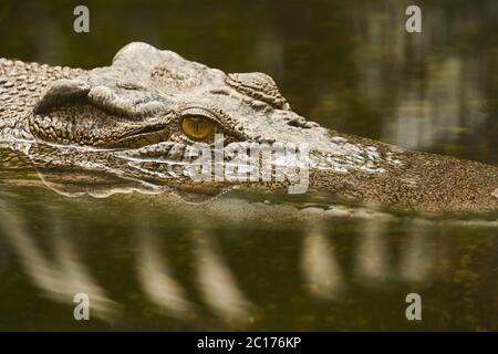 Salzwasser-Krokodil Stockfoto