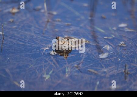 Wasserfrosch Pelophylax und Bufo Bufo in Bergsee mit schöner Reflexion der Augen Frühling Paarung Stockfoto