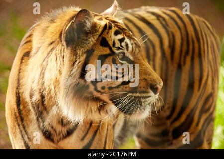 Sumatra-Tiger Stockfoto