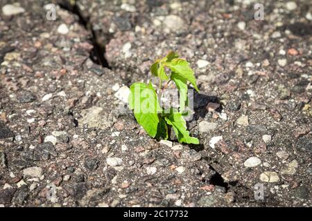 Pflanze wächst durch geknackten Asphalt Stockfoto