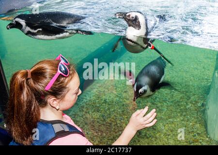 New Orleans Louisiana, Woldenberg River Waterfront Park, Audubon Aquarium of the Americas, Forschung, Erhaltung, Meeresleben, Afrikanischer Pinguin Zucht pro Stockfoto
