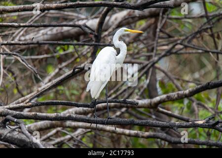 Großreiher (Ardea alba egretta) im peruanischen Amazonas Stockfoto