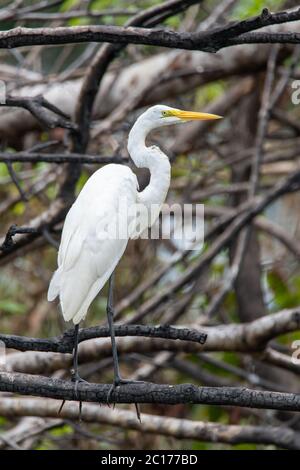 Großreiher (Ardea alba egretta) im peruanischen Amazonas Stockfoto