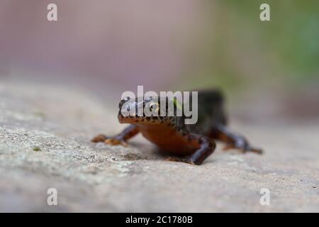Alpine Molch Ichthyosaura alpestris Amphibian Orange Belly Stockfoto