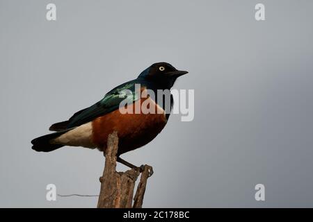 Superb Star Lamprotornis Superbus früher bekannt als Spreo Superbus Kenia Tansania Stockfoto