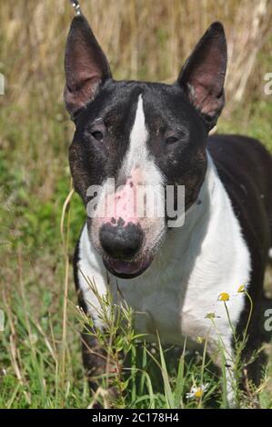 Miniatur Bull Terrier Hund auf Natur auf dem Feld Stockfoto