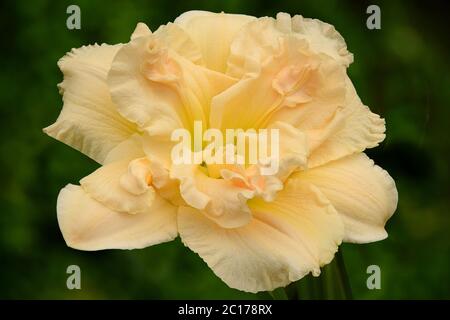 Nahaufnahme von prachtvoller cremegelber und rosafarbener Taglilienblüte mit gerafften Blütenblättern und lindengrünem Hals (Hemerocallis Nickel Fritz). Stockfoto