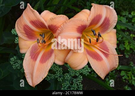 Nahaufnahme von zwei lebendigen Pfirsich- und roséfarbenen Taglilienblüten (Hemerocallis Real Wind). Fortpflanzungsteile ((Pistole und Staubgefäße) erstrecken sich von der Mitte. Stockfoto