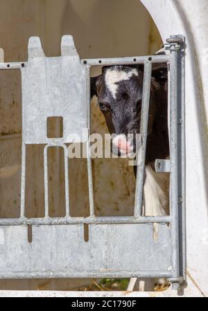 Junges Kalb holstein in einem Käfig für Entwöhnung in Milchviehbetrieb Stockfoto