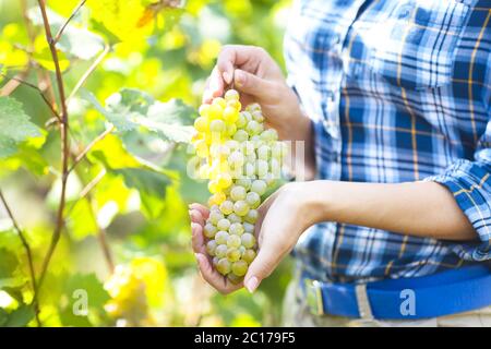 Weinlese. Bauer mit frisch geernteten Trauben. Stockfoto