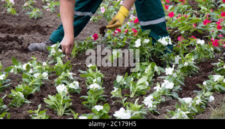 Professioneller Gärtner, der Blumen im Park pflanzt, Detail der Hände in Handschuhen mit Kelle und Blumenwurzel Stockfoto