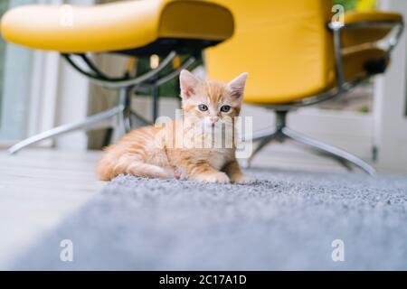 Nette kleine rote Katze sitzt auf gelben Stuhl neben Fenster auf dem Hintergrund. Junge niedliche kleine rote Kitty. Langhaarige Ingwer Kätzchen spielen zu Hause. Nette lustige Haustiere. Haustiere und Junge Kätzchen Stockfoto