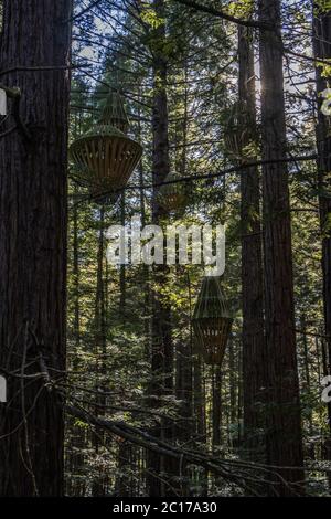 Redwoods Treewalk Lanterns, Rotorua, Neuseeland Stockfoto